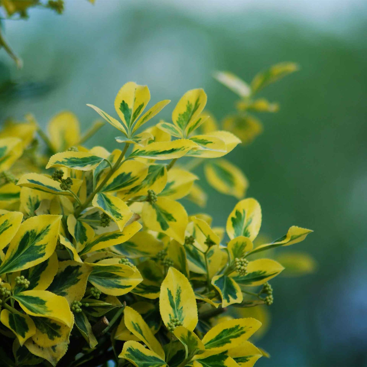 Green ‘n Gold Euonymus in 3.5” Nursery Cubes (Euonymus fortunei 'Emerald 'n' Gold')