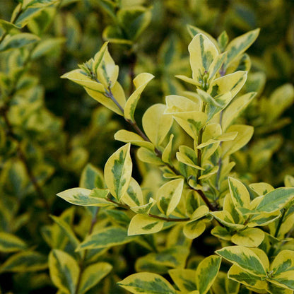 Green ‘n Gold Euonymus in 3.5” Nursery Cubes (Euonymus fortunei 'Emerald 'n' Gold')