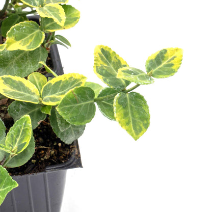 Green ‘n Gold Euonymus in 3.5” Nursery Cubes (Euonymus fortunei 'Emerald 'n' Gold')