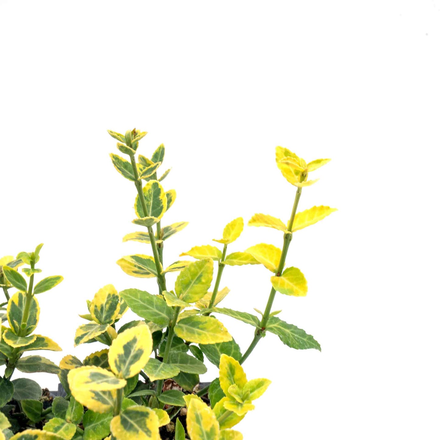 Green ‘n Gold Euonymus in 3.5” Nursery Cubes (Euonymus fortunei 'Emerald 'n' Gold')