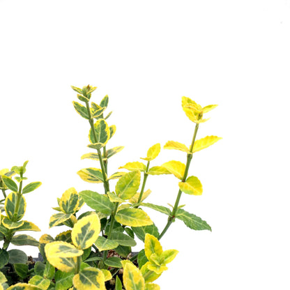 Green ‘n Gold Euonymus in 3.5” Nursery Cubes (Euonymus fortunei 'Emerald 'n' Gold')