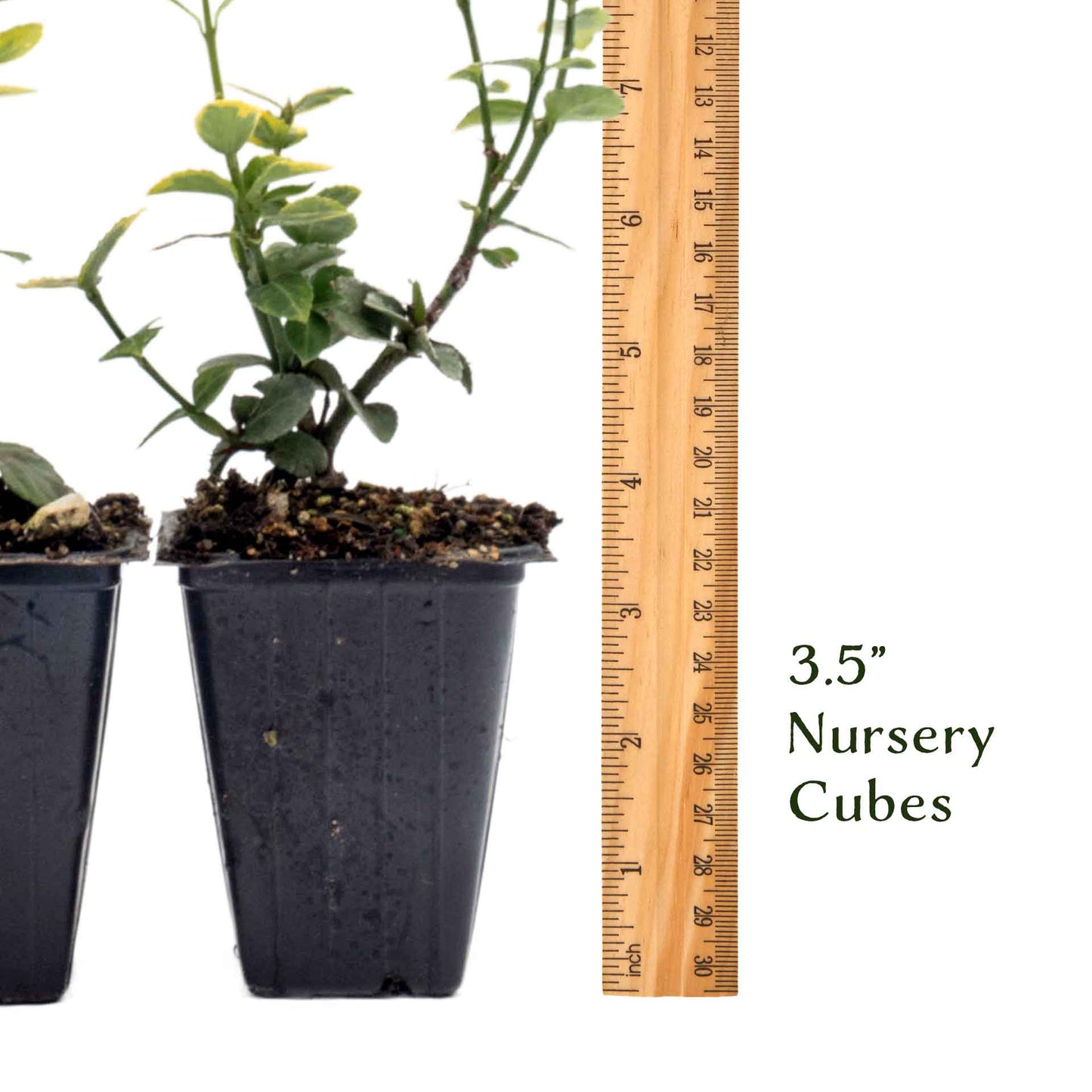 Green ‘n Gold Euonymus in 3.5” Nursery Cubes (Euonymus fortunei 'Emerald 'n' Gold')