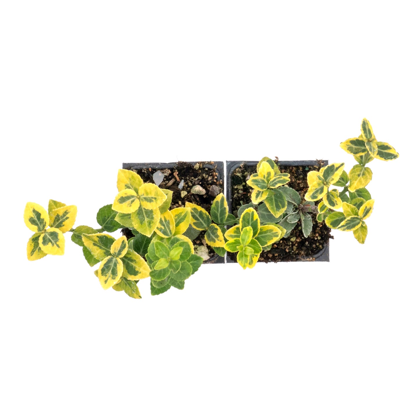 Green ‘n Gold Euonymus in 3.5” Nursery Cubes (Euonymus fortunei 'Emerald 'n' Gold')
