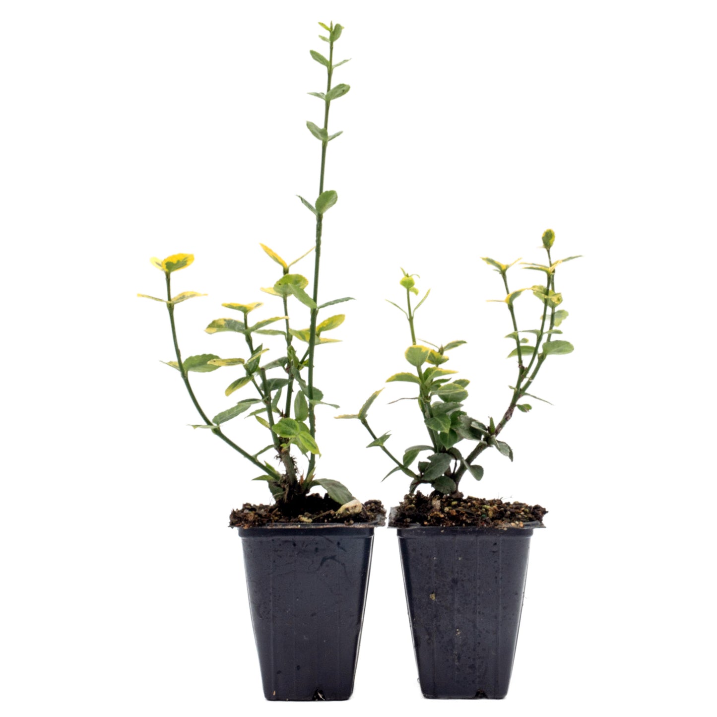 Green ‘n Gold Euonymus in 3.5” Nursery Cubes (Euonymus fortunei 'Emerald 'n' Gold')