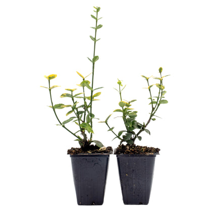 Green ‘n Gold Euonymus in 3.5” Nursery Cubes (Euonymus fortunei 'Emerald 'n' Gold')