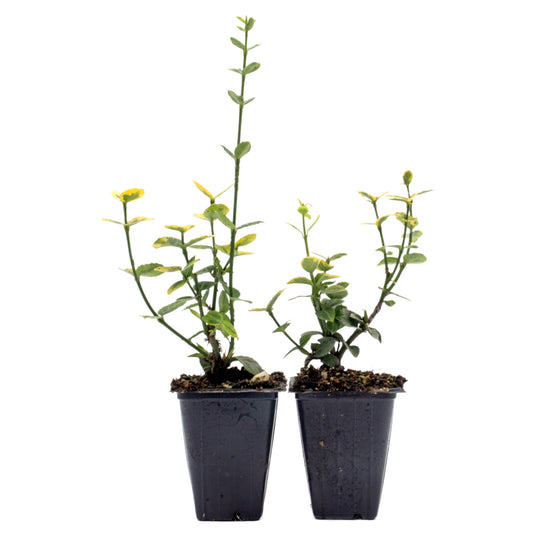 Green ‘n Gold Euonymus in 3.5” Nursery Cubes (Euonymus fortunei 'Emerald 'n' Gold')