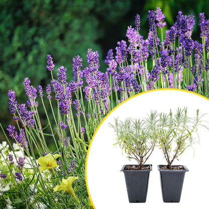 2 Grosso Lavender, Live Plants in 3.5" Cubes (Lavandula × intermedia 'Grosso') Flowering Evergreen Shrub with Large Fragrant Purple Flowers