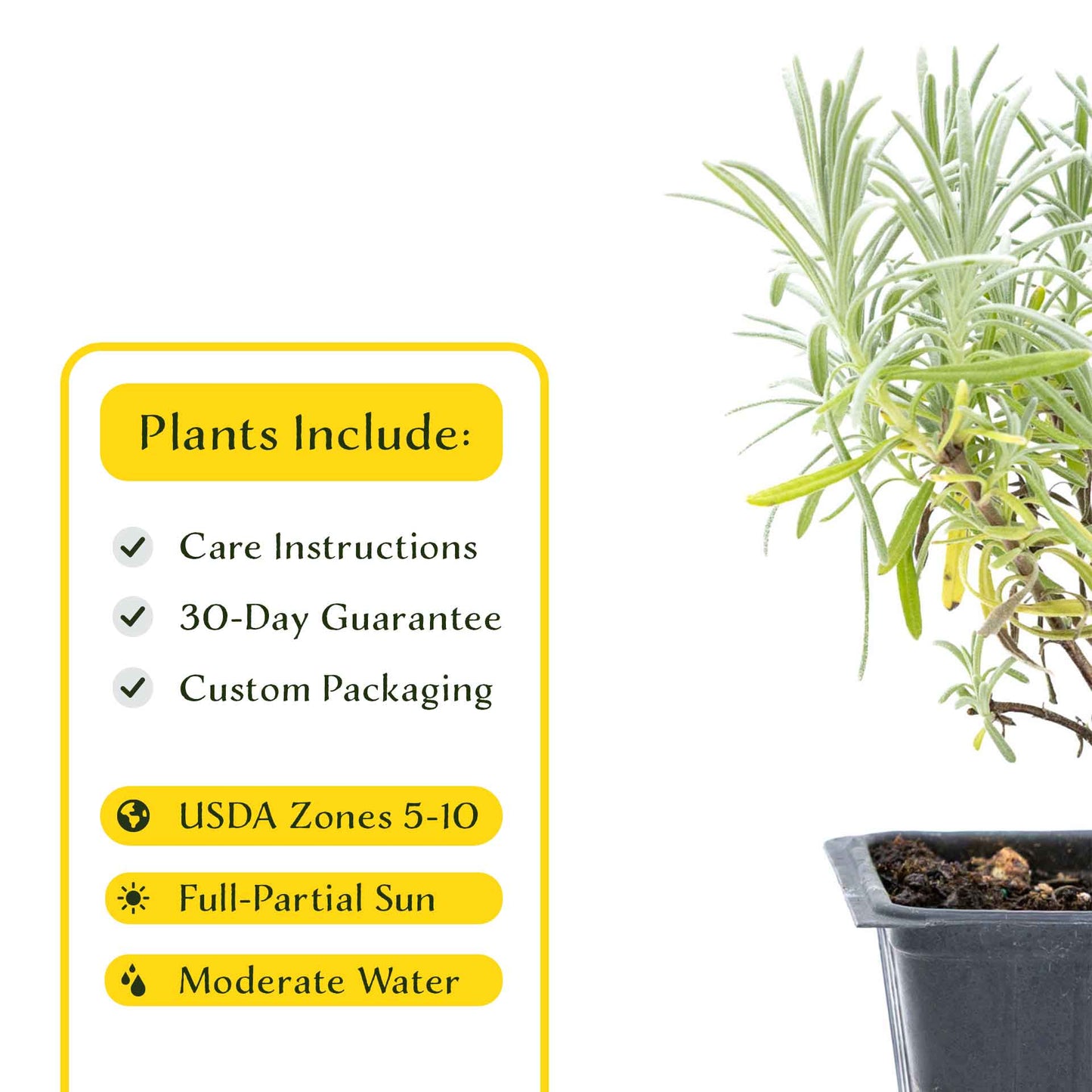 2 Grosso Lavender, Live Plants in 3.5" Cubes (Lavandula × intermedia 'Grosso') Flowering Evergreen Shrub with Large Fragrant Purple Flowers