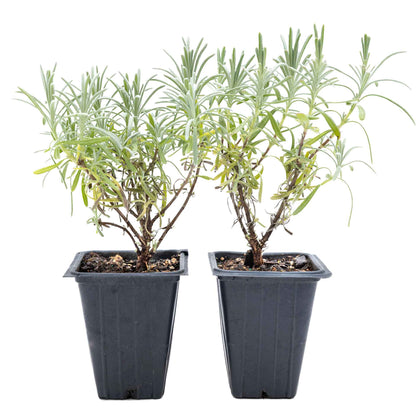 2 Grosso Lavender, Live Plants in 3.5" Cubes (Lavandula × intermedia 'Grosso') Flowering Evergreen Shrub with Large Fragrant Purple Flowers