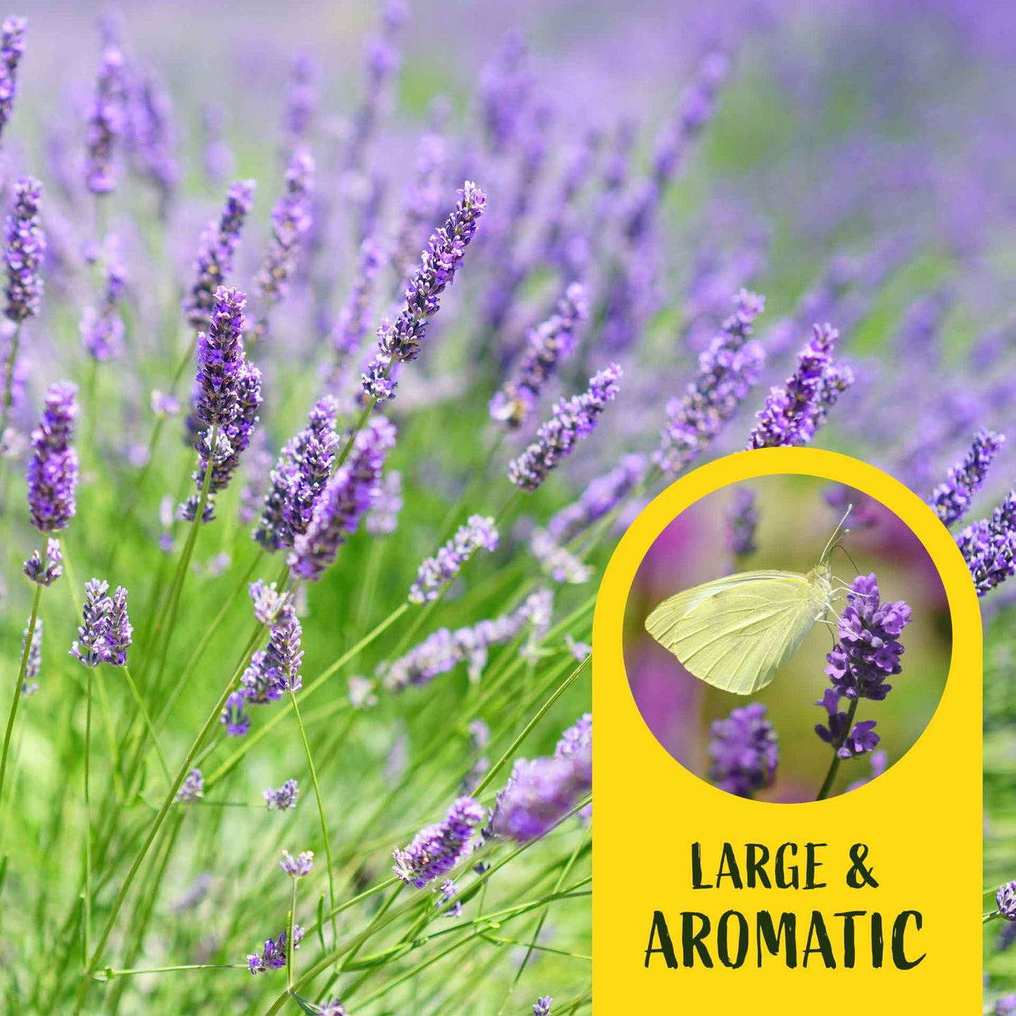 2 Grosso Lavender, Live Plants in 3.5" Cubes (Lavandula × intermedia 'Grosso') Flowering Evergreen Shrub with Large Fragrant Purple Flowers