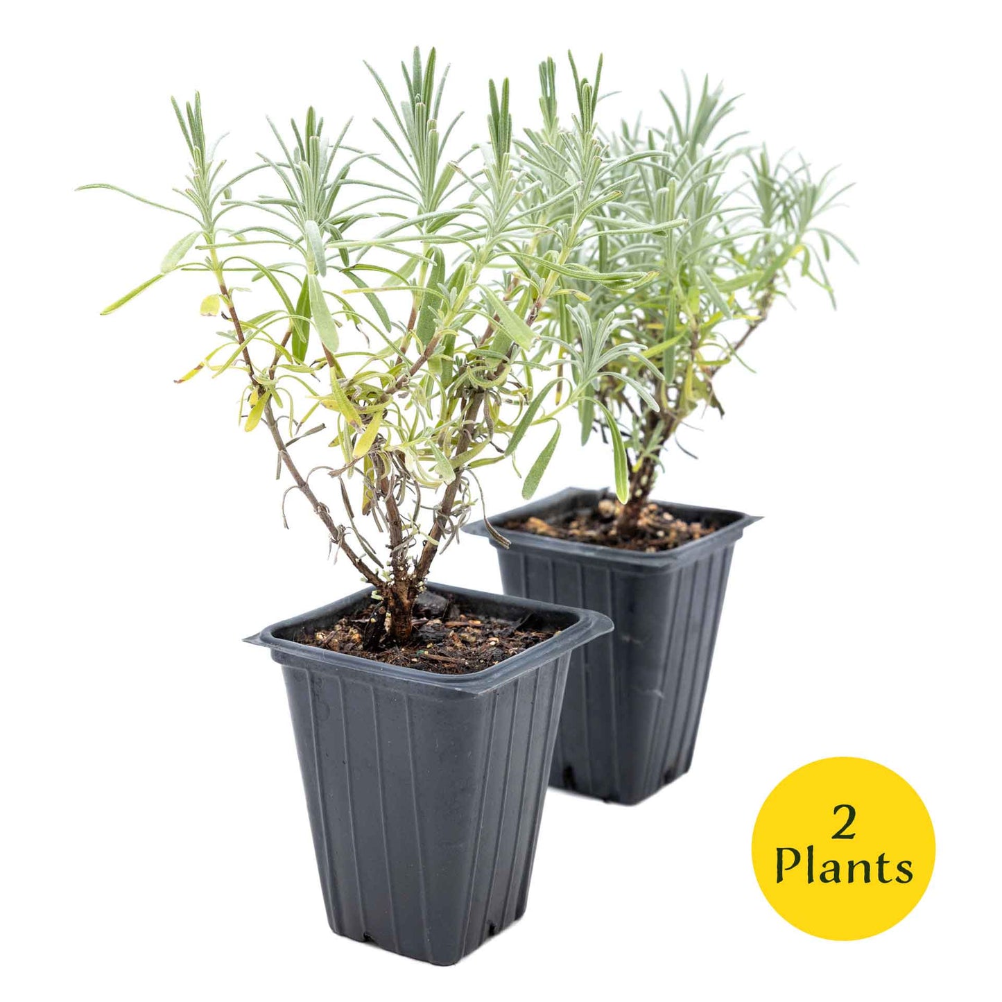 2 Grosso Lavender, Live Plants in 3.5" Cubes (Lavandula × intermedia 'Grosso') Flowering Evergreen Shrub with Large Fragrant Purple Flowers