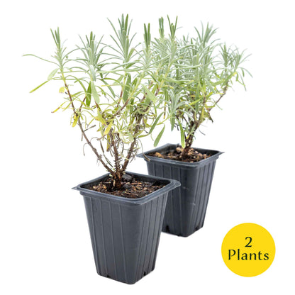 2 Grosso Lavender, Live Plants in 3.5" Cubes (Lavandula × intermedia 'Grosso') Flowering Evergreen Shrub with Large Fragrant Purple Flowers
