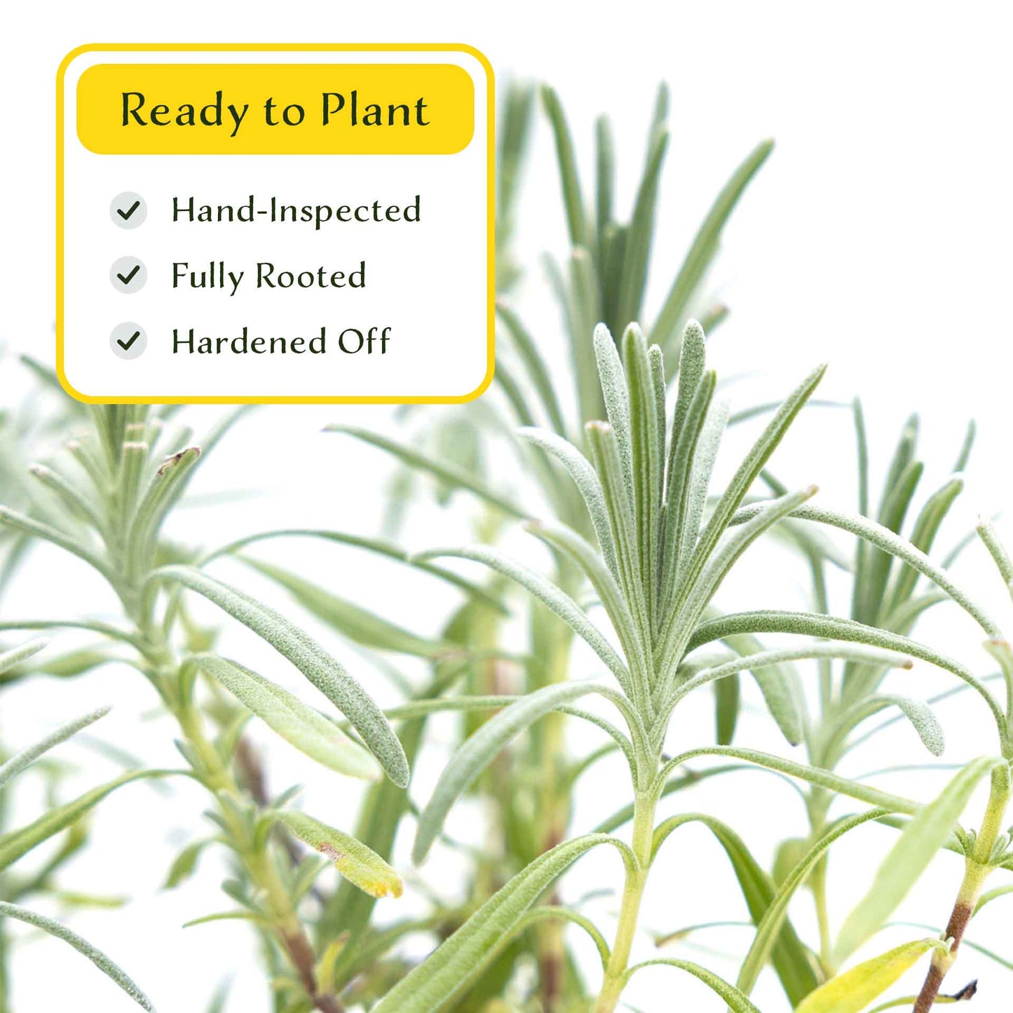 2 Grosso Lavender, Live Plants in 3.5" Cubes (Lavandula × intermedia 'Grosso') Flowering Evergreen Shrub with Large Fragrant Purple Flowers