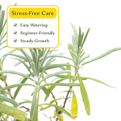 2 Grosso Lavender, Live Plants in 3.5" Cubes (Lavandula × intermedia 'Grosso') Flowering Evergreen Shrub with Large Fragrant Purple Flowers