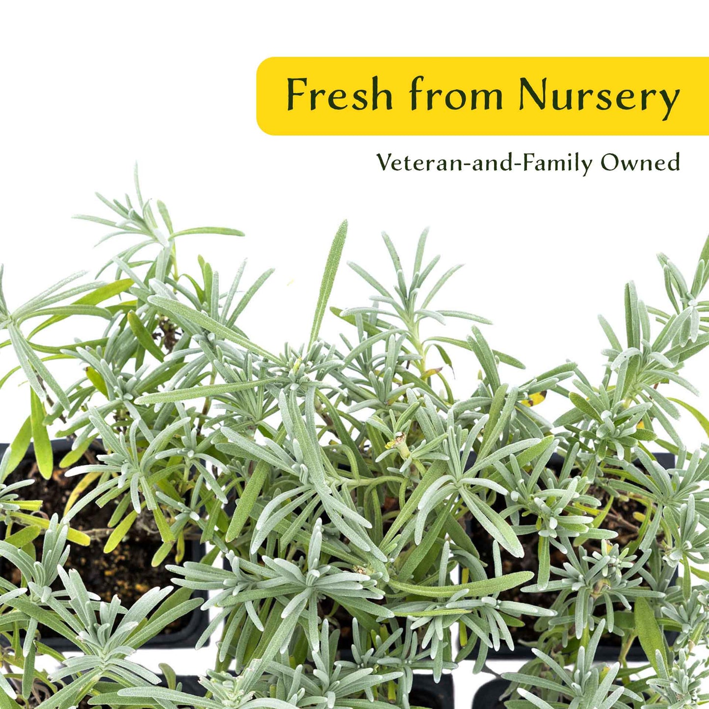 2 Grosso Lavender, Live Plants in 3.5" Cubes (Lavandula × intermedia 'Grosso') Flowering Evergreen Shrub with Large Fragrant Purple Flowers