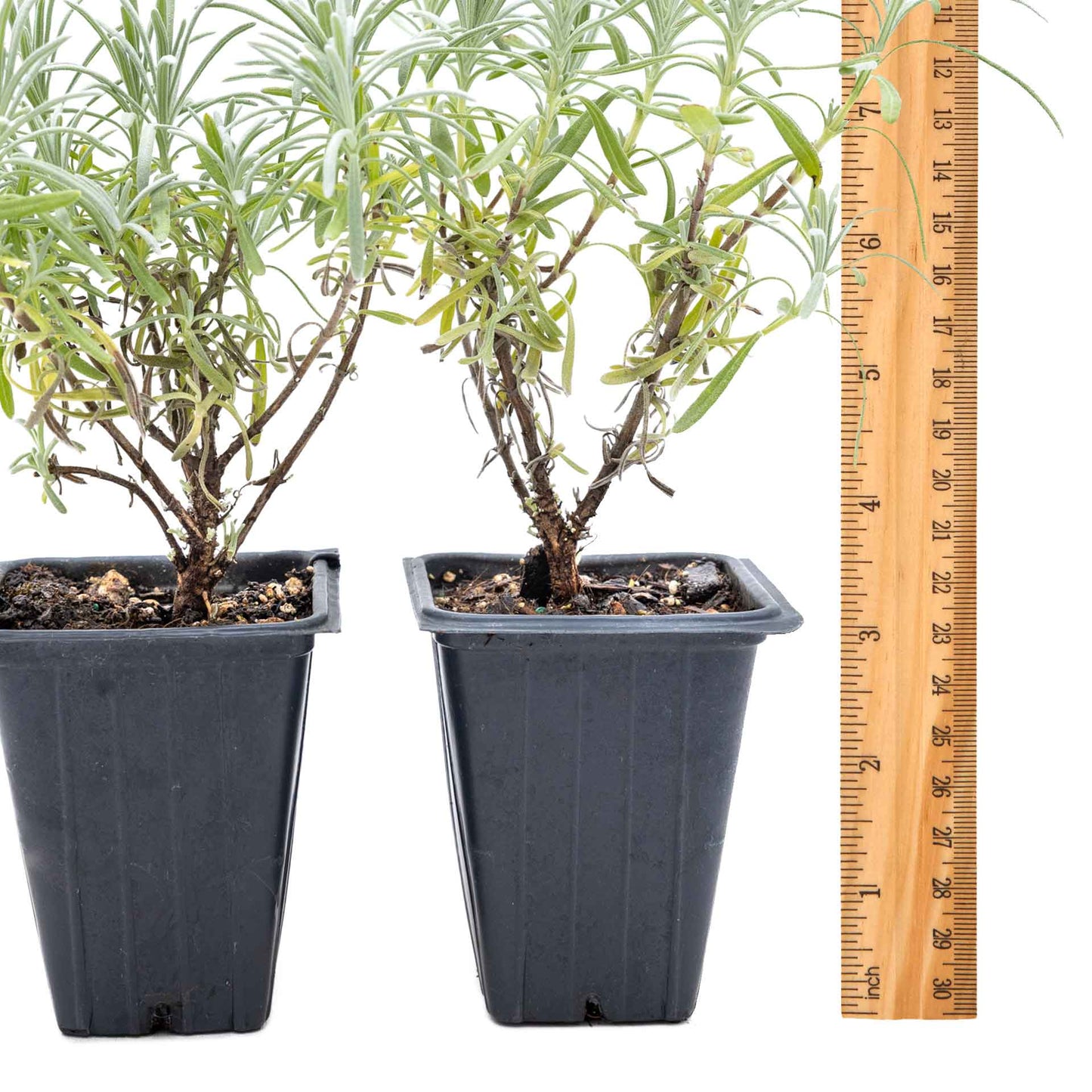 2 Grosso Lavender, Live Plants in 3.5" Cubes (Lavandula × intermedia 'Grosso') Flowering Evergreen Shrub with Large Fragrant Purple Flowers