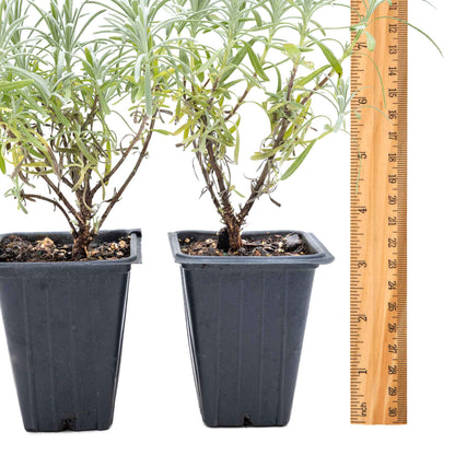 2 Grosso Lavender, Live Plants in 3.5" Cubes (Lavandula × intermedia 'Grosso') Flowering Evergreen Shrub with Large Fragrant Purple Flowers