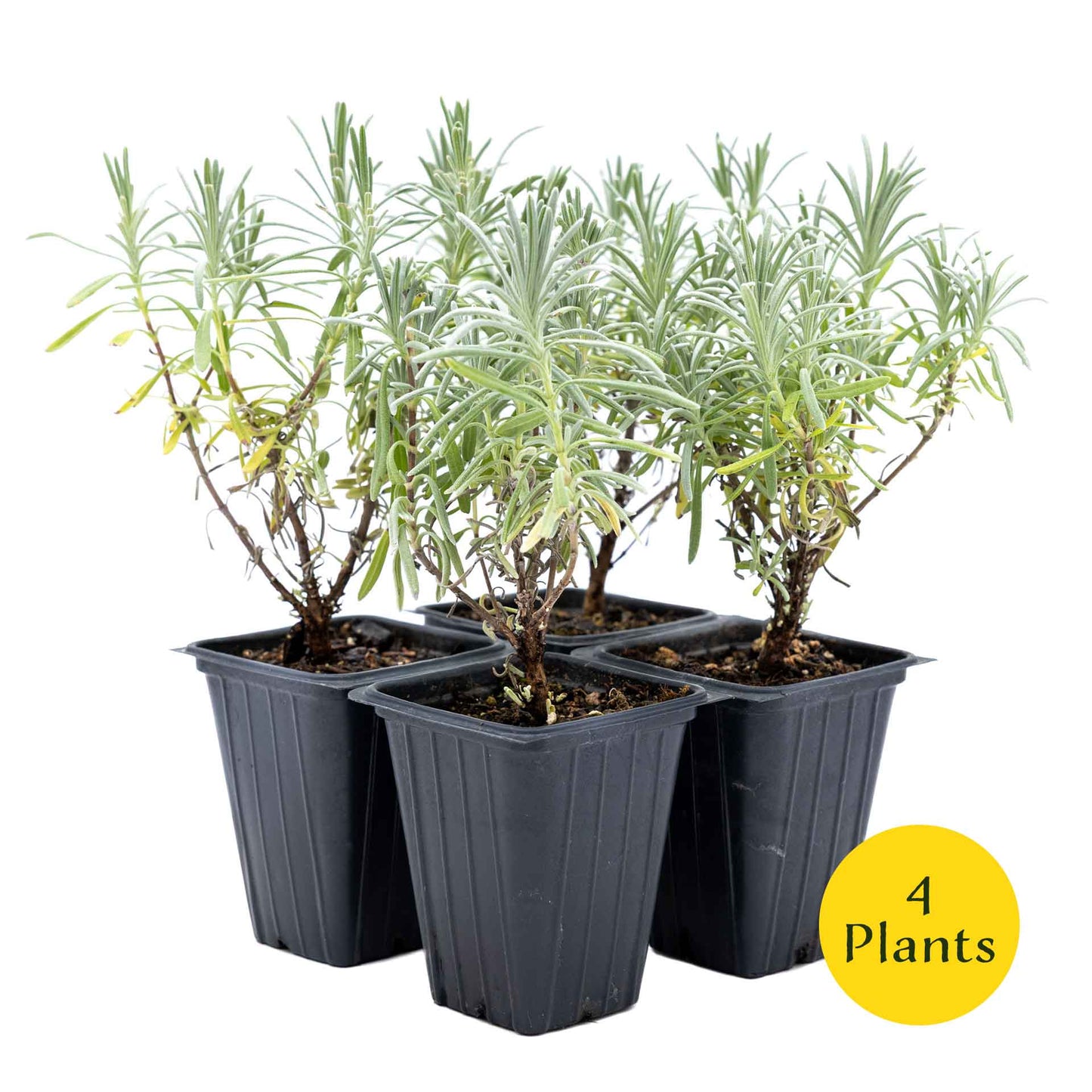 2 Grosso Lavender, Live Plants in 3.5" Cubes (Lavandula × intermedia 'Grosso') Flowering Evergreen Shrub with Large Fragrant Purple Flowers