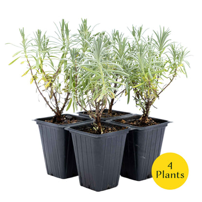2 Grosso Lavender, Live Plants in 3.5" Cubes (Lavandula × intermedia 'Grosso') Flowering Evergreen Shrub with Large Fragrant Purple Flowers