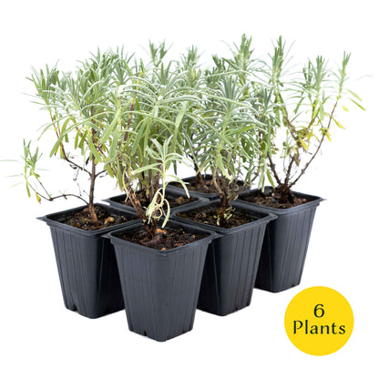 2 Grosso Lavender, Live Plants in 3.5" Cubes (Lavandula × intermedia 'Grosso') Flowering Evergreen Shrub with Large Fragrant Purple Flowers