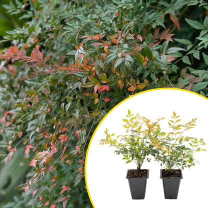 2 Gulf Tide Heavenly Bamboo Plants in 3.5” Cubes | Ornamental Red-Tipped Evergreen Shrub for Landscaping & Borders (Nandina domestica)