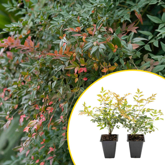 2 Gulf Tide Heavenly Bamboo Plants in 3.5” Cubes | Ornamental Red-Tipped Evergreen Shrub for Landscaping & Borders (Nandina domestica)