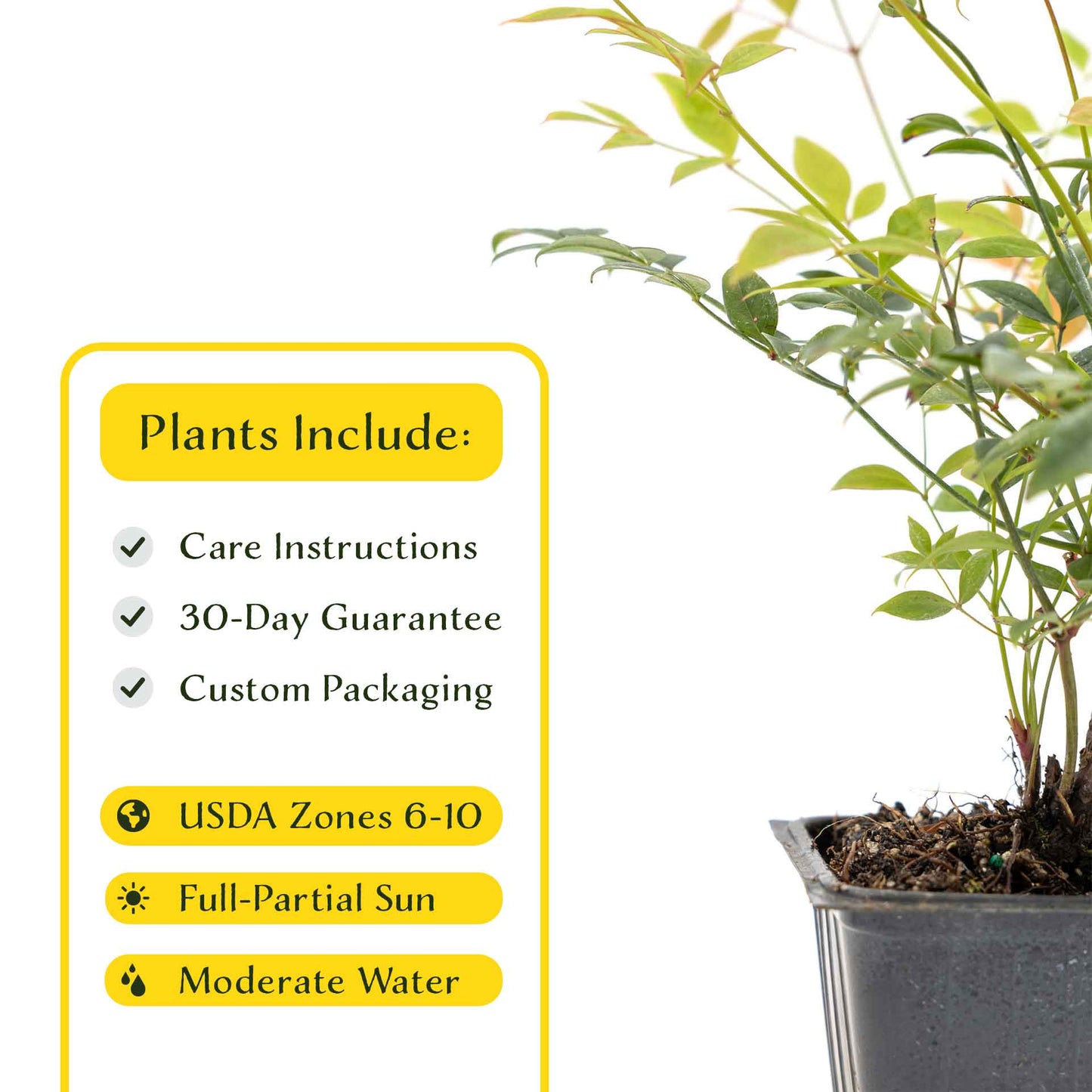 2 Gulf Tide Heavenly Bamboo Plants in 3.5” Cubes | Ornamental Red-Tipped Evergreen Shrub for Landscaping & Borders (Nandina domestica)