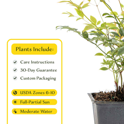 2 Gulf Tide Heavenly Bamboo Plants in 3.5” Cubes | Ornamental Red-Tipped Evergreen Shrub for Landscaping & Borders (Nandina domestica)