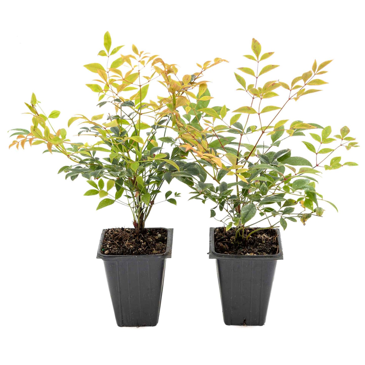 2 Gulf Tide Heavenly Bamboo Plants in 3.5” Cubes | Ornamental Red-Tipped Evergreen Shrub for Landscaping & Borders (Nandina domestica)