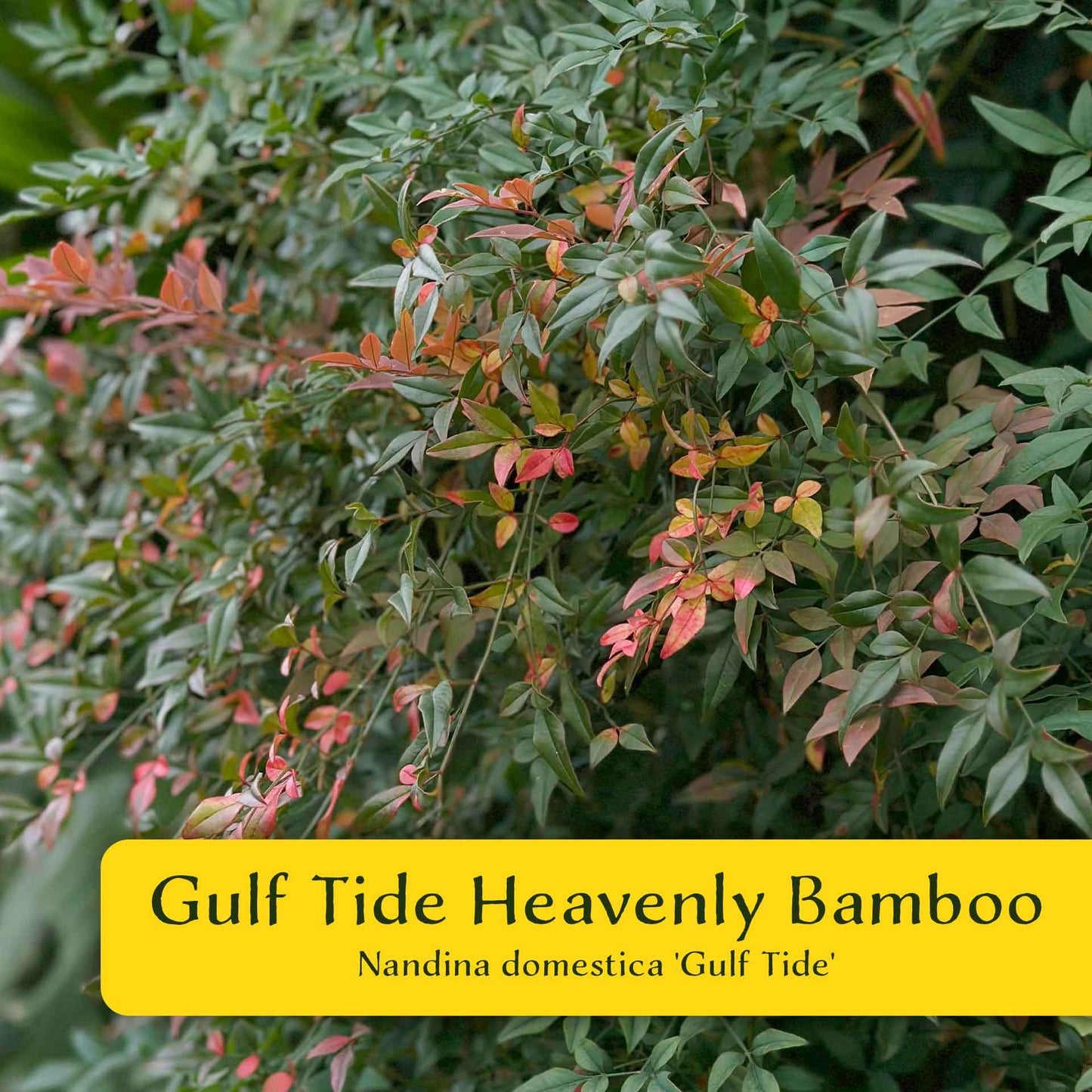 2 Gulf Tide Heavenly Bamboo Plants in 3.5” Cubes | Ornamental Red-Tipped Evergreen Shrub for Landscaping & Borders (Nandina domestica)