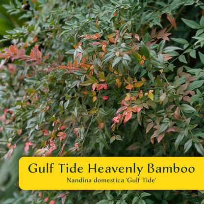2 Gulf Tide Heavenly Bamboo Plants in 3.5” Cubes | Ornamental Red-Tipped Evergreen Shrub for Landscaping & Borders (Nandina domestica)