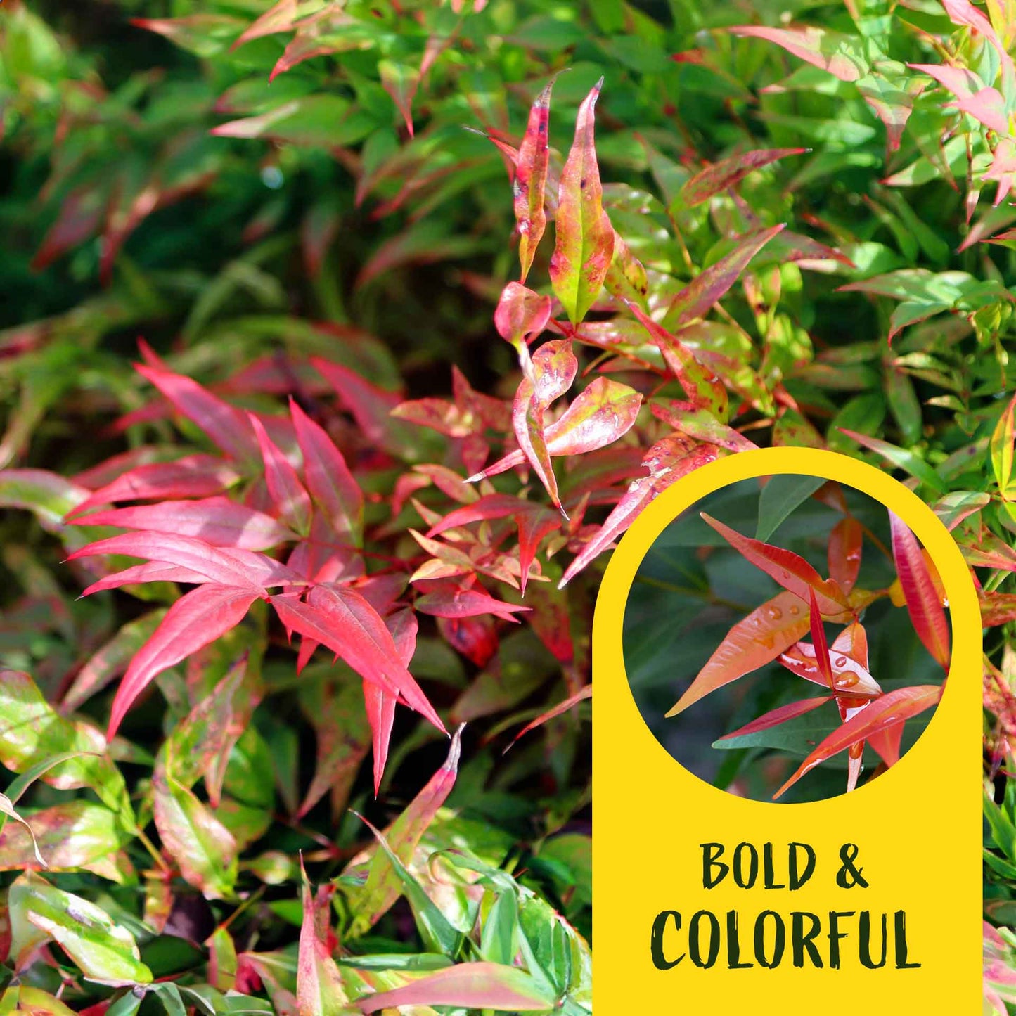 2 Gulf Tide Heavenly Bamboo Plants in 3.5” Cubes | Ornamental Red-Tipped Evergreen Shrub for Landscaping & Borders (Nandina domestica)