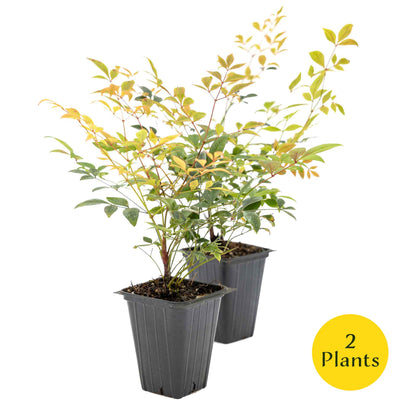 2 Gulf Tide Heavenly Bamboo Plants in 3.5” Cubes | Ornamental Red-Tipped Evergreen Shrub for Landscaping & Borders (Nandina domestica)