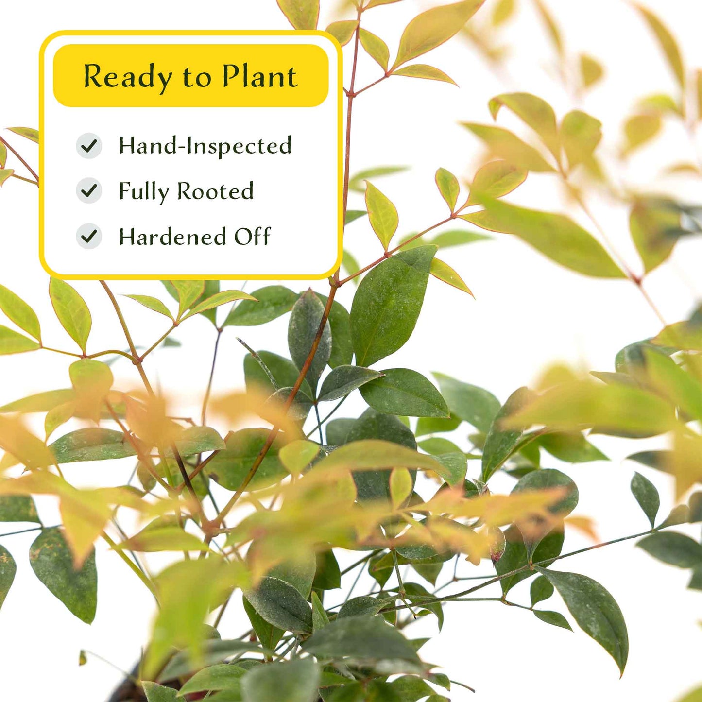 2 Gulf Tide Heavenly Bamboo Plants in 3.5” Cubes | Ornamental Red-Tipped Evergreen Shrub for Landscaping & Borders (Nandina domestica)
