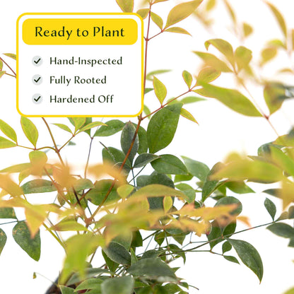 2 Gulf Tide Heavenly Bamboo Plants in 3.5” Cubes | Ornamental Red-Tipped Evergreen Shrub for Landscaping & Borders (Nandina domestica)