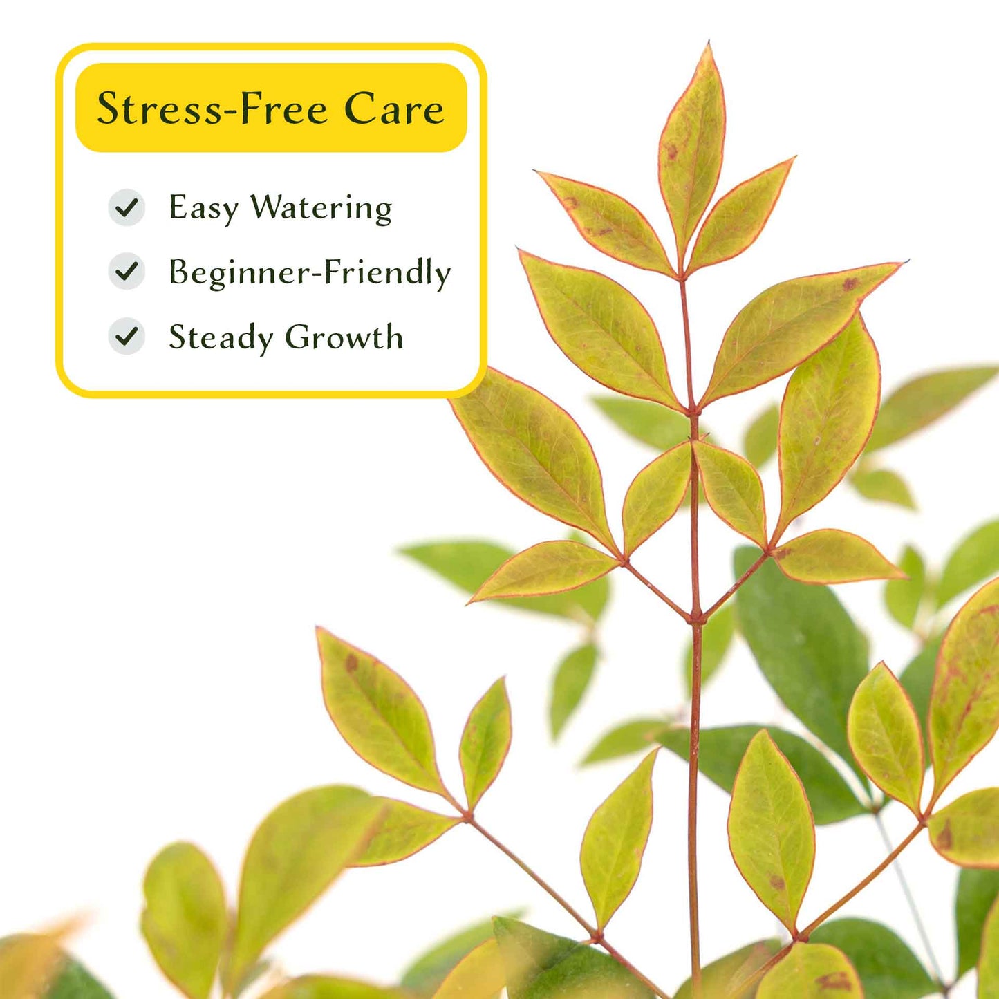 2 Gulf Tide Heavenly Bamboo Plants in 3.5” Cubes | Ornamental Red-Tipped Evergreen Shrub for Landscaping & Borders (Nandina domestica)
