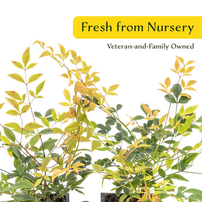 2 Gulf Tide Heavenly Bamboo Plants in 3.5” Cubes | Ornamental Red-Tipped Evergreen Shrub for Landscaping & Borders (Nandina domestica)