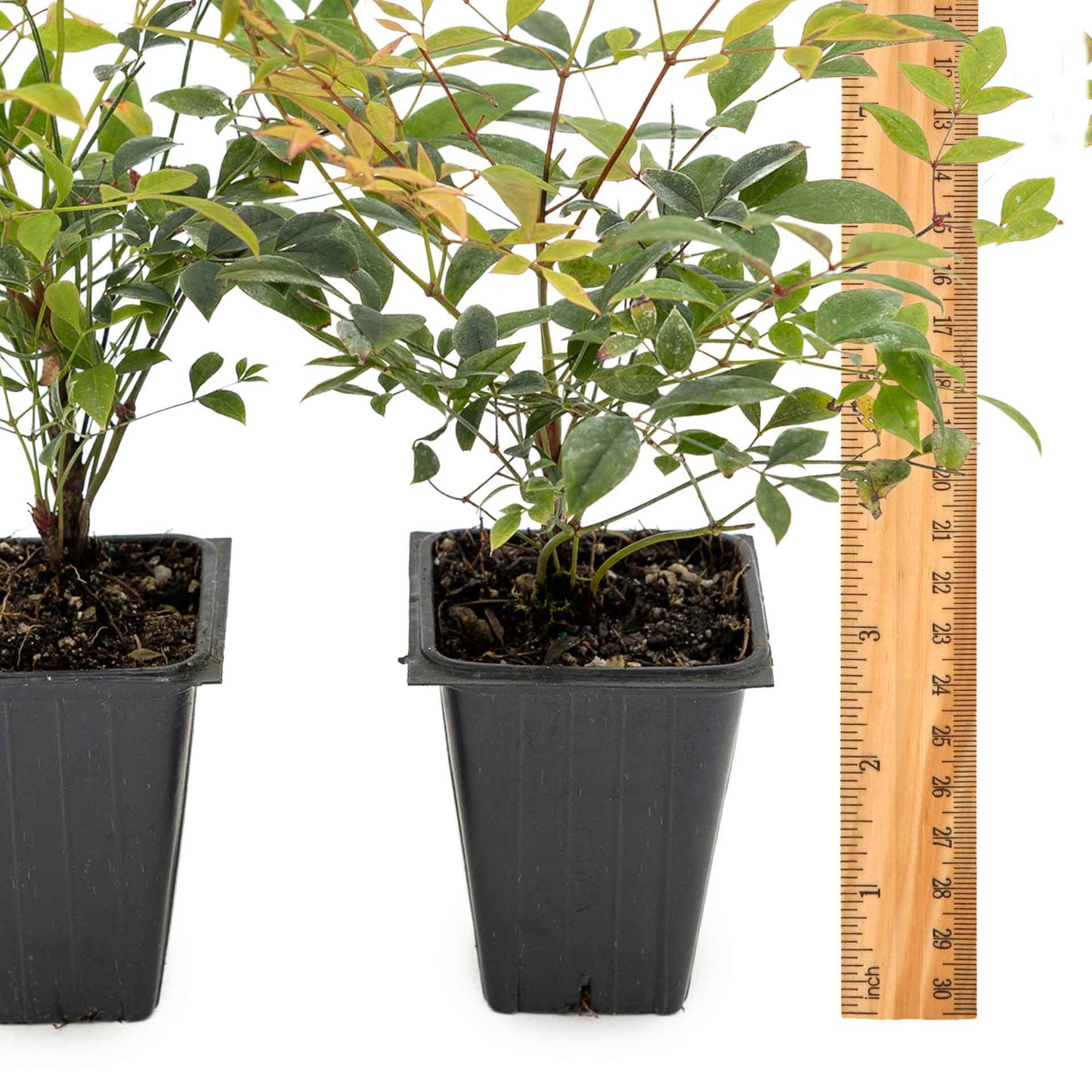 2 Gulf Tide Heavenly Bamboo Plants in 3.5” Cubes | Ornamental Red-Tipped Evergreen Shrub for Landscaping & Borders (Nandina domestica)
