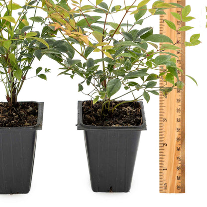 2 Gulf Tide Heavenly Bamboo Plants in 3.5” Cubes | Ornamental Red-Tipped Evergreen Shrub for Landscaping & Borders (Nandina domestica)