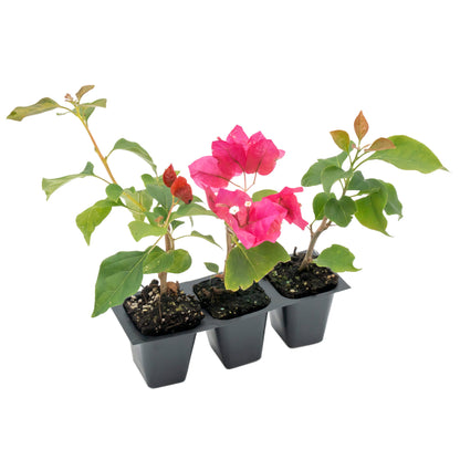 Juanita Hatten Bougainvillea | Live Plant in 2.5 Inch Nursery Cube | Bougainvillea × 'Juanita Hatten'