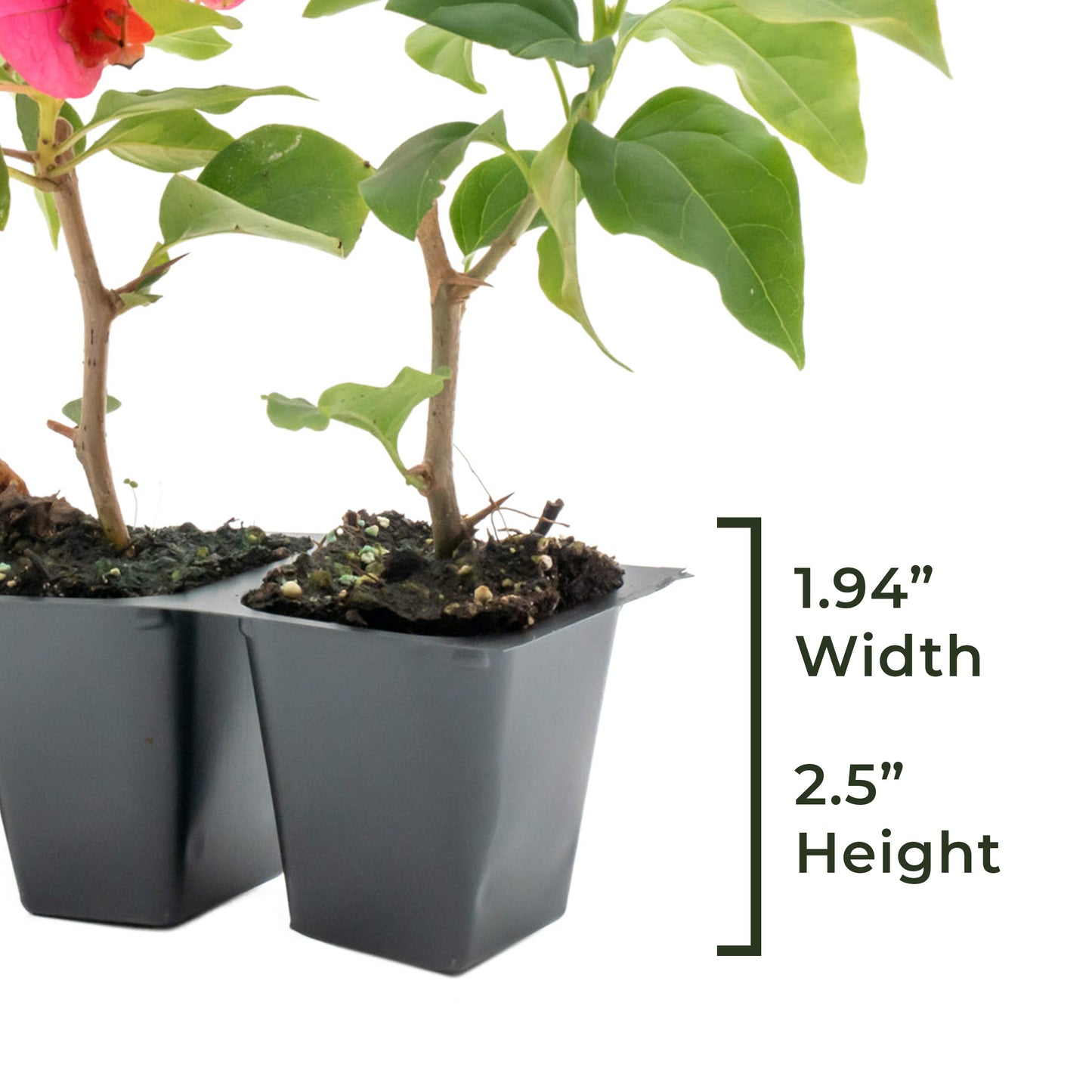 Juanita Hatten Bougainvillea | Live Plant in 2.5 Inch Nursery Cube | Bougainvillea × 'Juanita Hatten'
