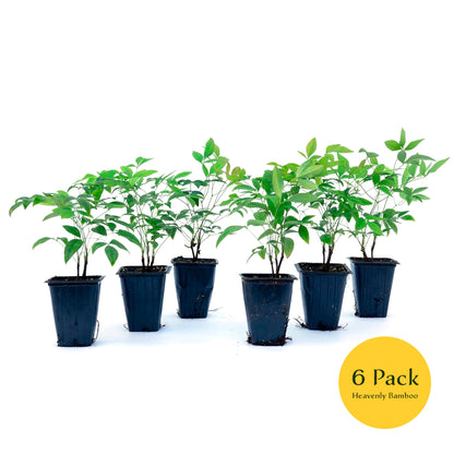 Heavenly Bamboo (Nandina Domestica) in 3.5" Nursery Cubes
