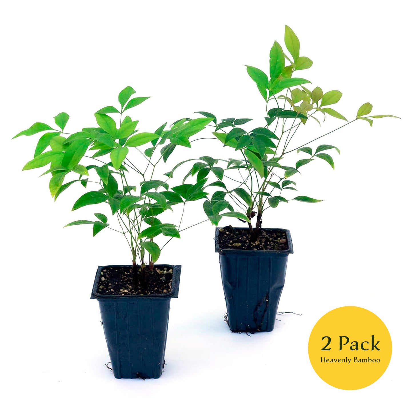 Heavenly Bamboo (Nandina Domestica) in 3.5" Nursery Cubes