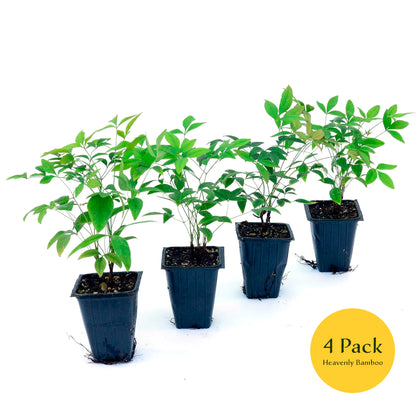 Heavenly Bamboo (Nandina Domestica) in 3.5" Nursery Cubes