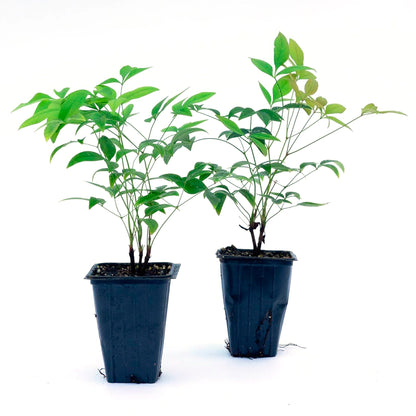 Heavenly Bamboo (Nandina Domestica) in 3.5" Nursery Cubes