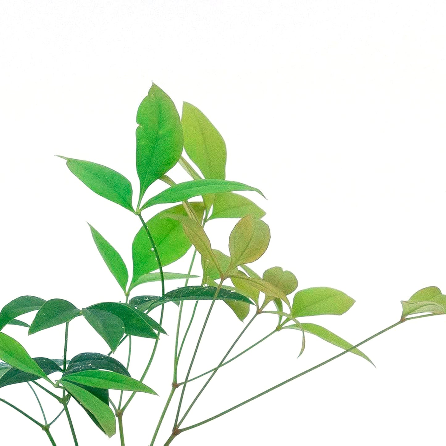 Heavenly Bamboo (Nandina Domestica) in 3.5" Nursery Cubes