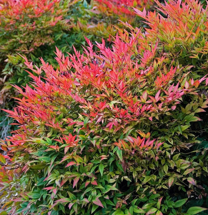 Heavenly Bamboo (Nandina Domestica) in 3.5" Nursery Cubes
