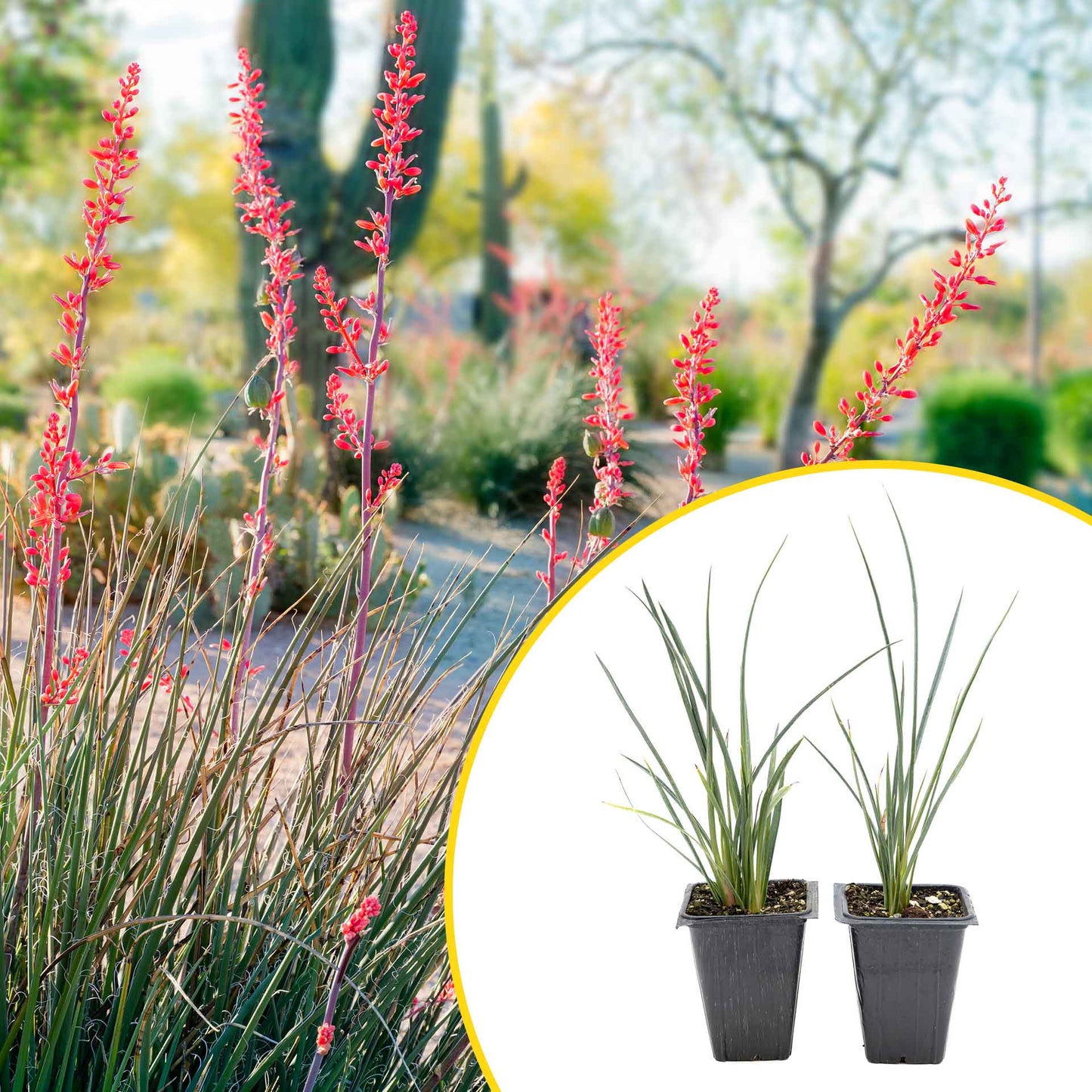 2 Hesperaloe Red Yucca Plants in 3.5” Cubes | Evergreen Succulent with Red Flowers for Xeriscaping, Borders & Pots (Hesperaloe parviflora)