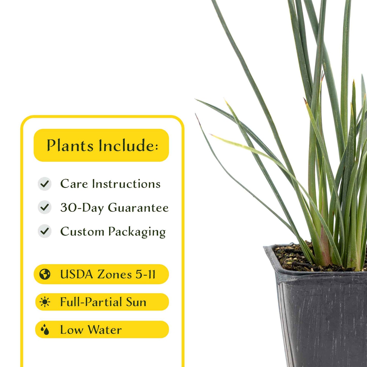 2 Hesperaloe Red Yucca Plants in 3.5” Cubes | Evergreen Succulent with Red Flowers for Xeriscaping, Borders & Pots (Hesperaloe parviflora)