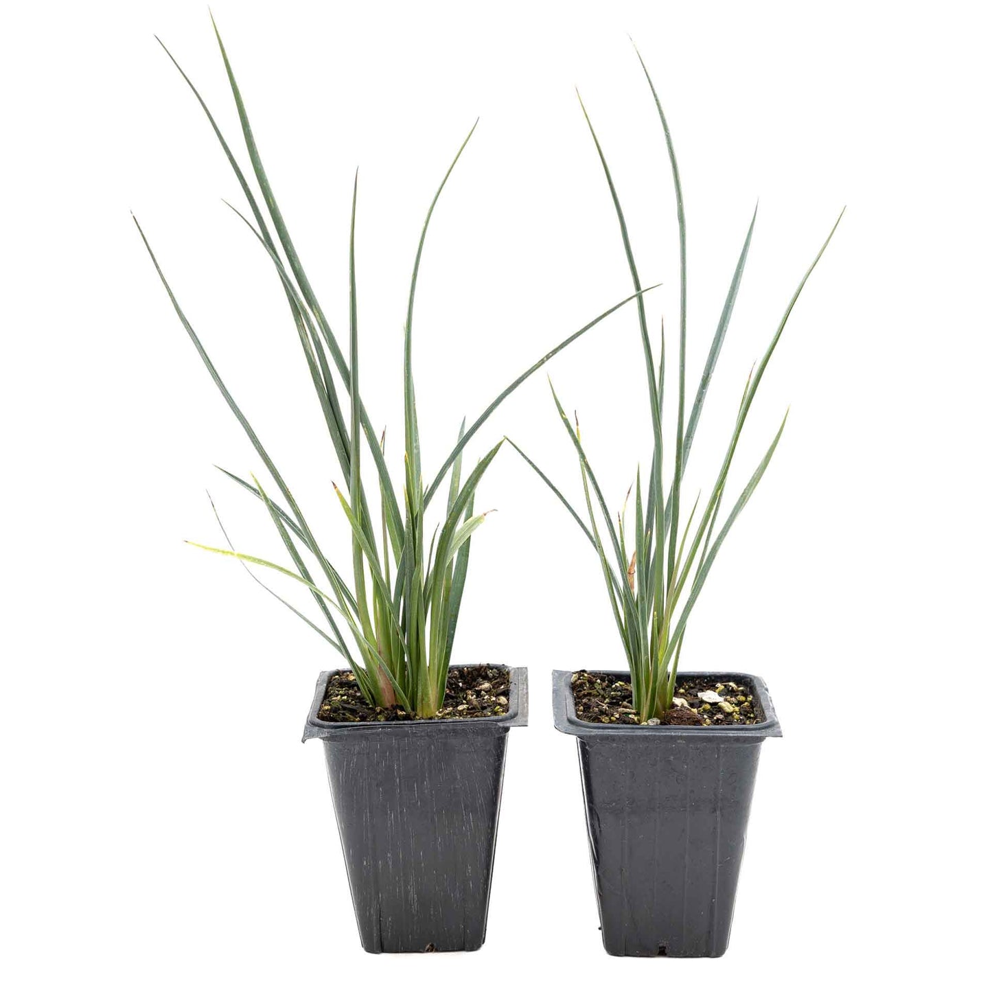 2 Hesperaloe Red Yucca Plants in 3.5” Cubes | Evergreen Succulent with Red Flowers for Xeriscaping, Borders & Pots (Hesperaloe parviflora)